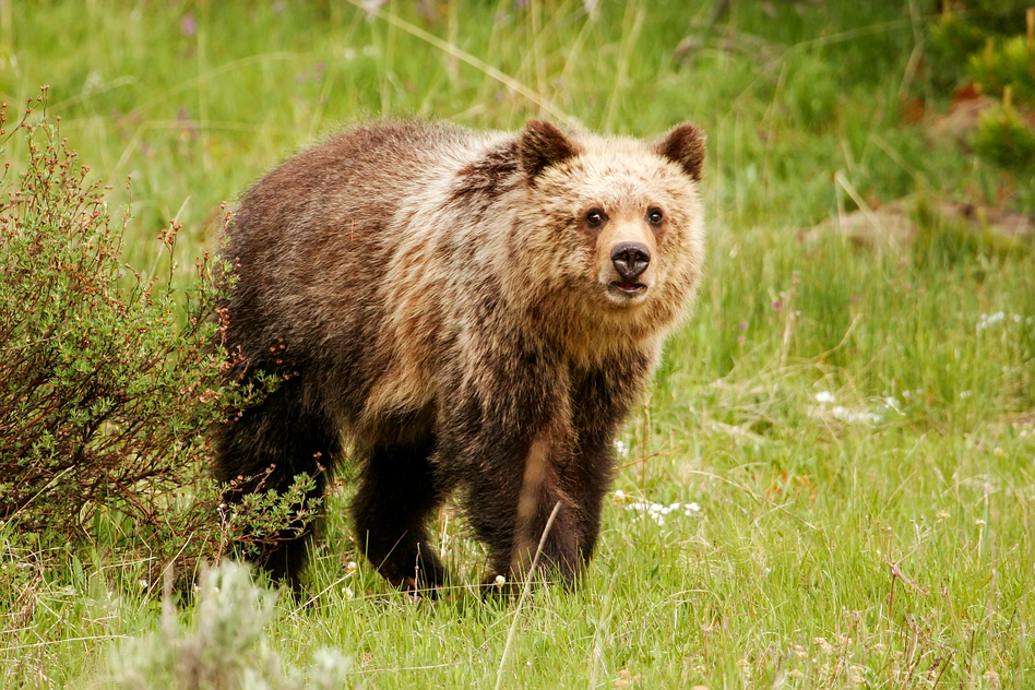 Young Grizzly bear in Yellowstone National Park, Wyoming